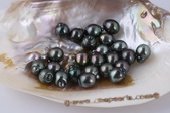 Btahiti1112AA 11-12mm Drop Shape Circle Baroque Black loose Tahitian pearls, AA Grade