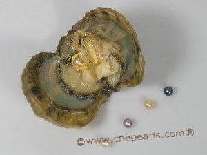 oyster07 Wholesale Single vacuum-packed pearl oysters with Round pearls